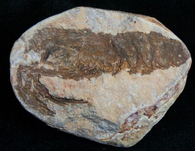 Triassic Fossil Shrimp From Madagascar #7261